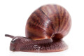Achatina achatin achatina Ghana typ 1a x 2 juvenil